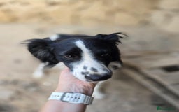 Cocker Spaniel dogs for adoption: Lena! - Image 1