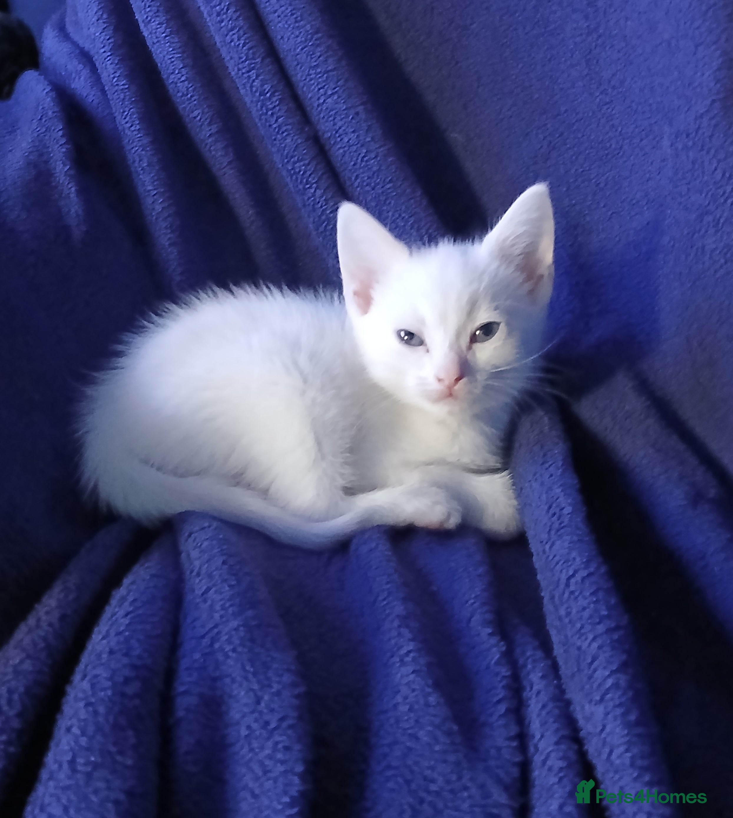 Mixed Breed cats kittens available  - Advert 15