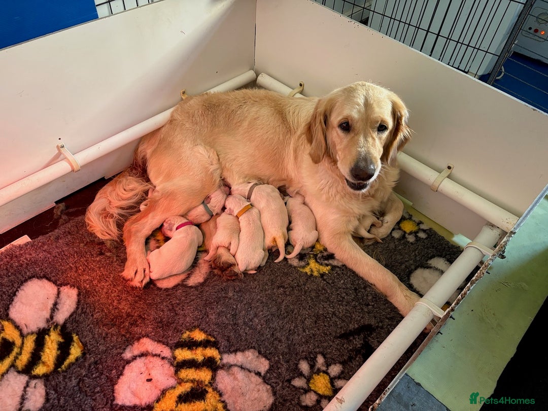 Golden Retriever dogs for sale: Gorgeous KC Registered Goldies. 5 Star Reg.Breeder - Advert 3