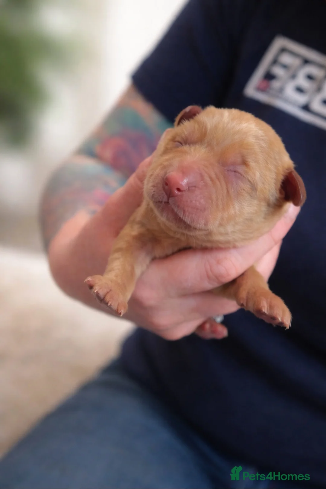 Labrador Retriever dogs for sale: Labrador litter - Advert 6