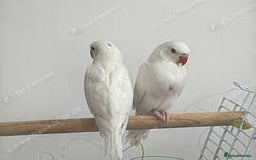 Ringnecks birds for sale: Proven Breeding pairs of ring necks - Image 8