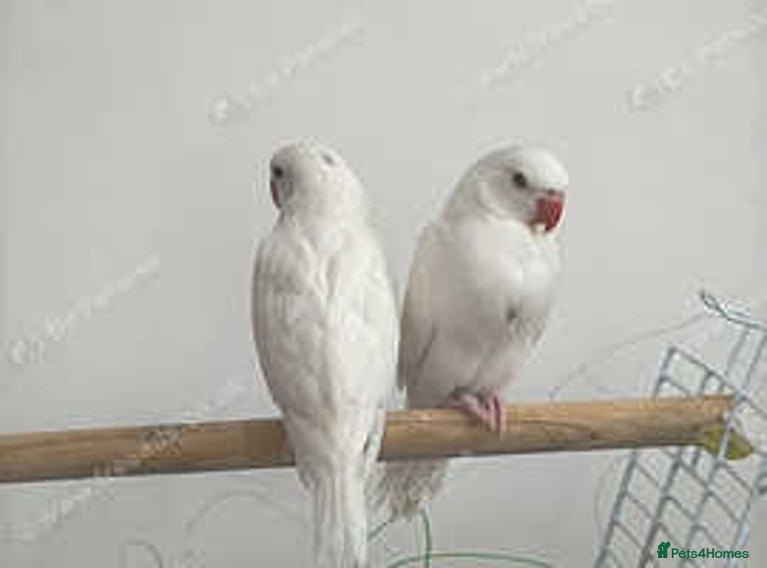 Ringnecks birds for sale: Proven Breeding pairs of ring necks - Image 8