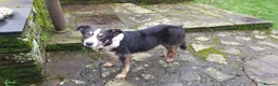 Border Collie dogs for sale: Gorgeous Border Collie Puppy - Advert 2