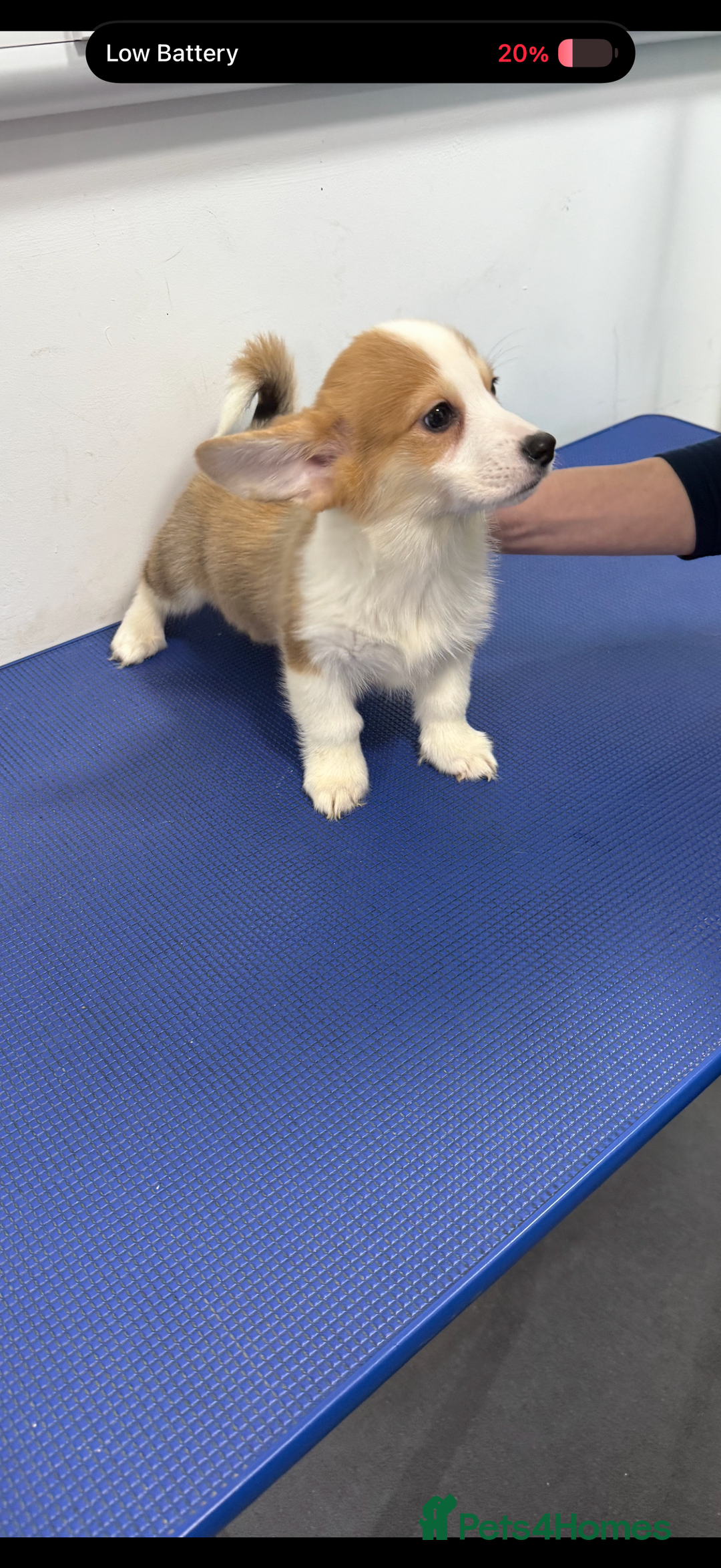 Welsh Corgi Pembroke dogs for sale: Kc reg Pembroke 1 boy left beautiful markings 💙 - Advert 2