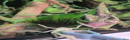 Chameleon reptiles for sale: 4yr Male Veiled Chameleon - Advert 5