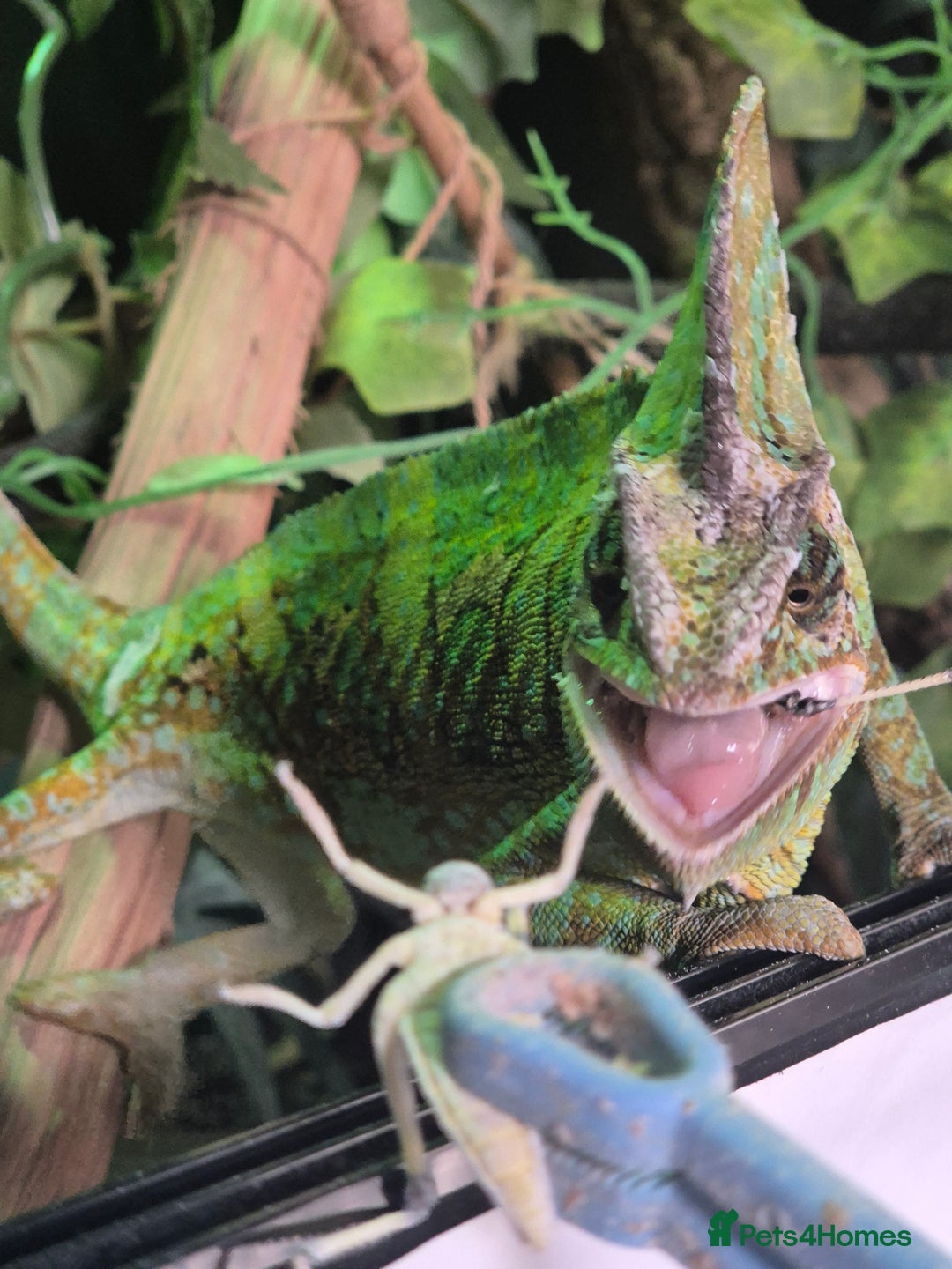 Chameleon reptiles for sale: 4yr Male Veiled Chameleon - Advert 5