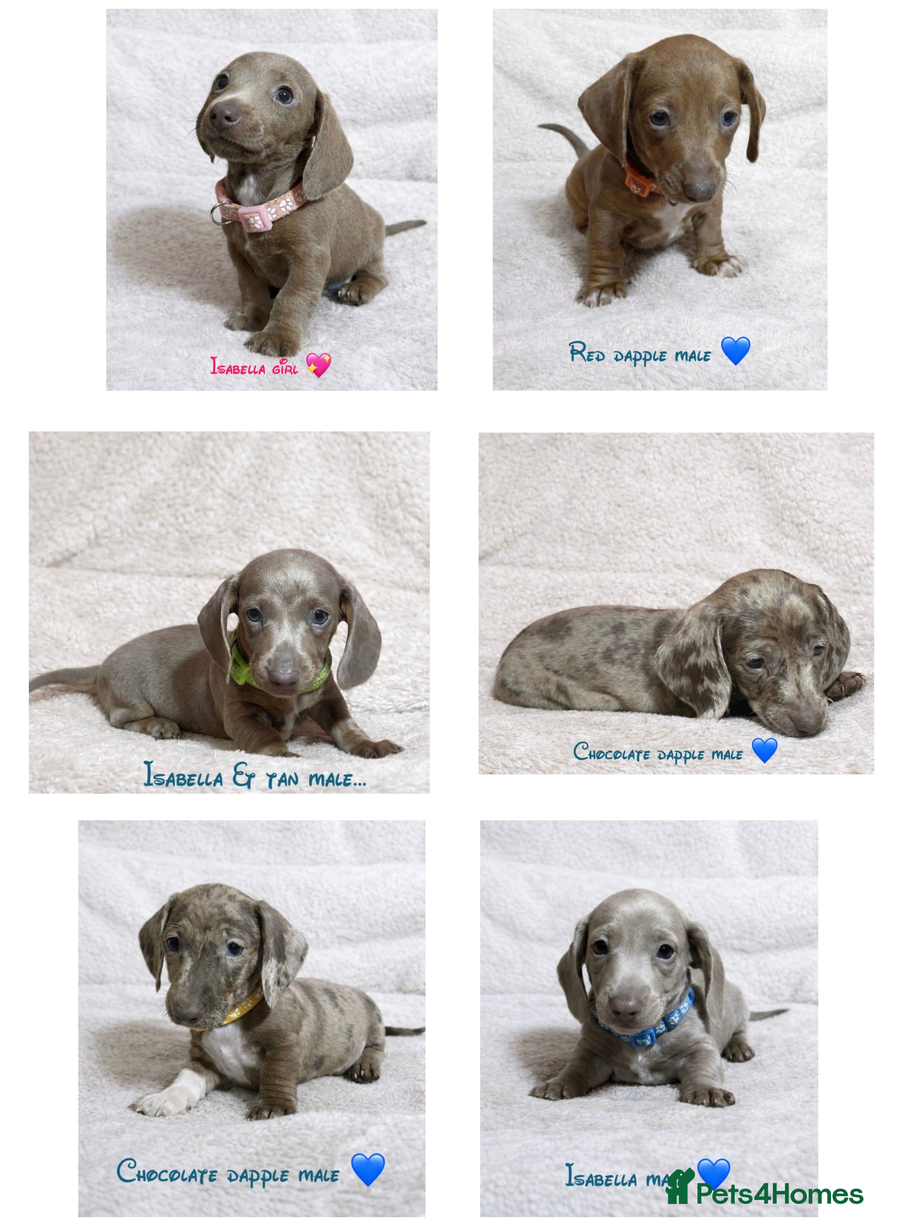 Miniature Dachshund dogs Miniature dachshund puppies - Advert 1