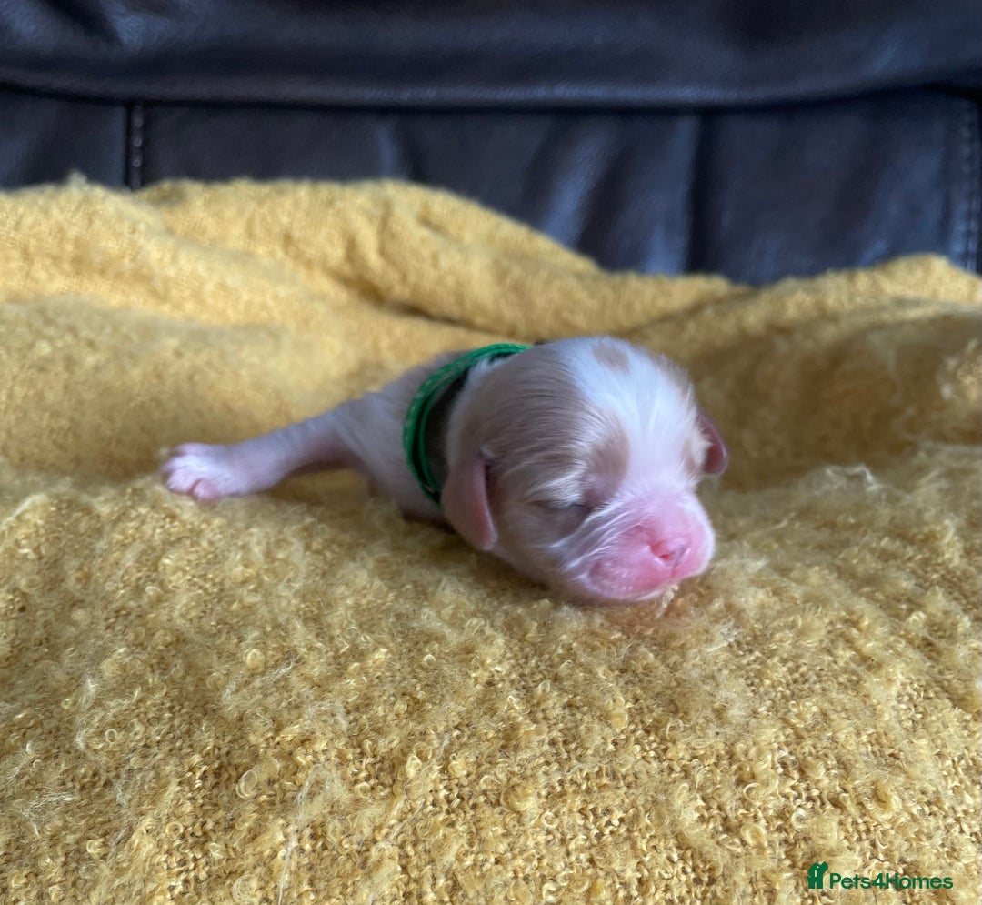 Cavalier King Charles Spaniel dogs for sale: Cavalier King Charles spaniel  - Image 18