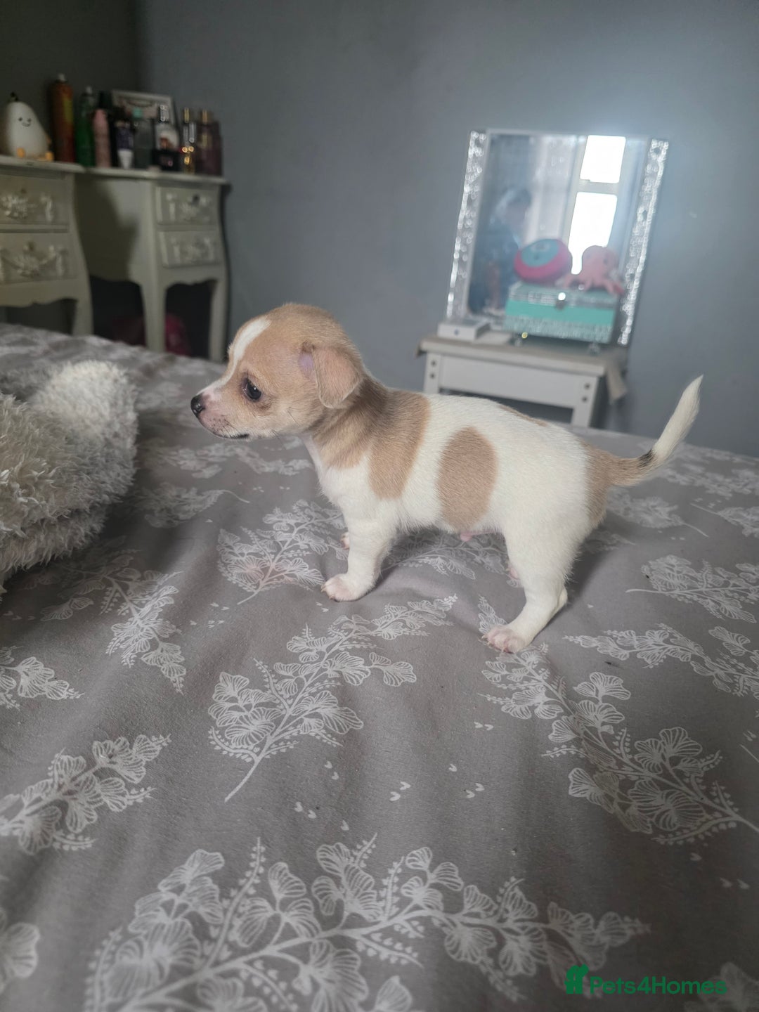 Jack Russell dogs for sale: Jack Russell pups  - Image 2