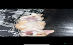 Chihuahua dogs for sale: 3 small chihuahua puppies  - Image 35