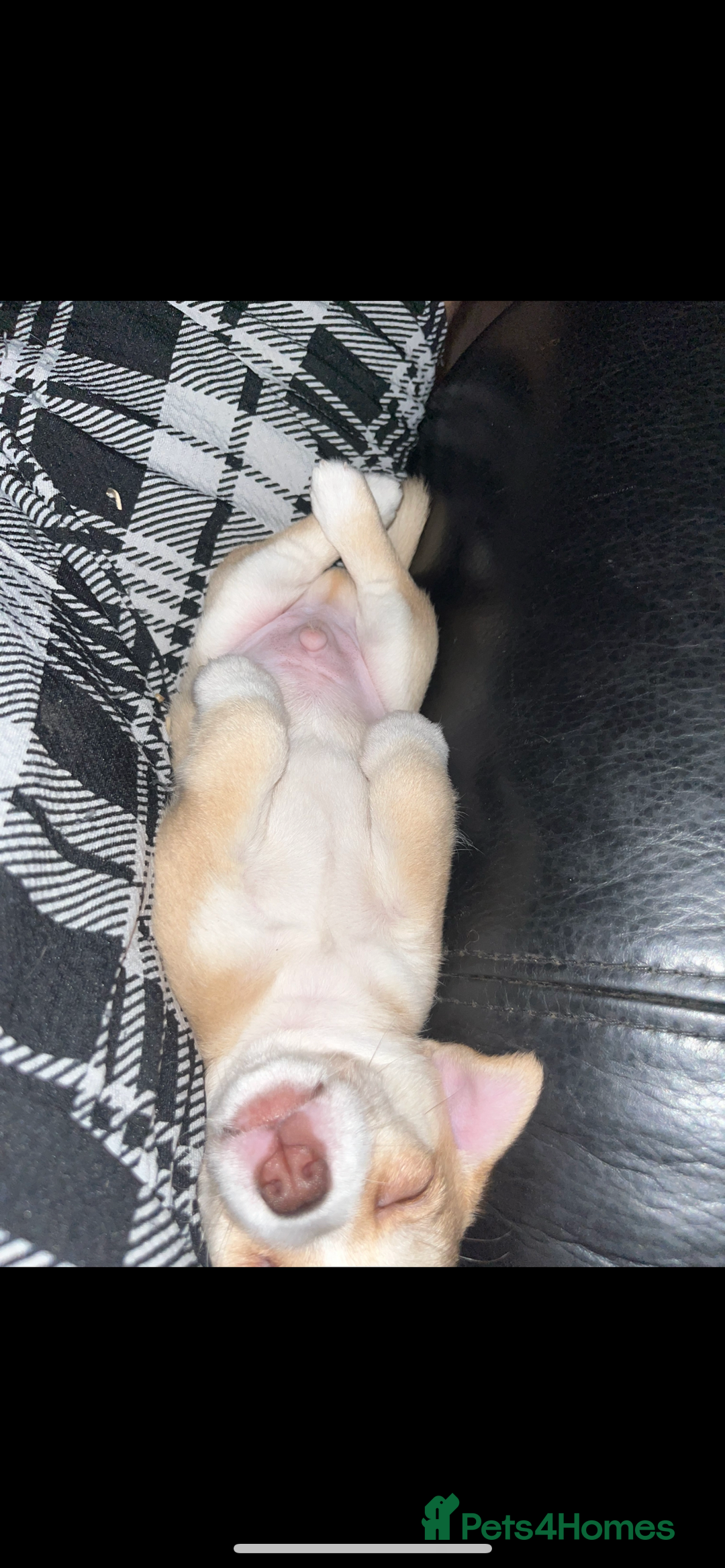 Chihuahua dogs for sale: 3 small chihuahua puppies  - Image 35