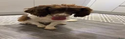 English Springer Spaniel dogs for sale: 1 year old English springer spaniel - Advert 4
