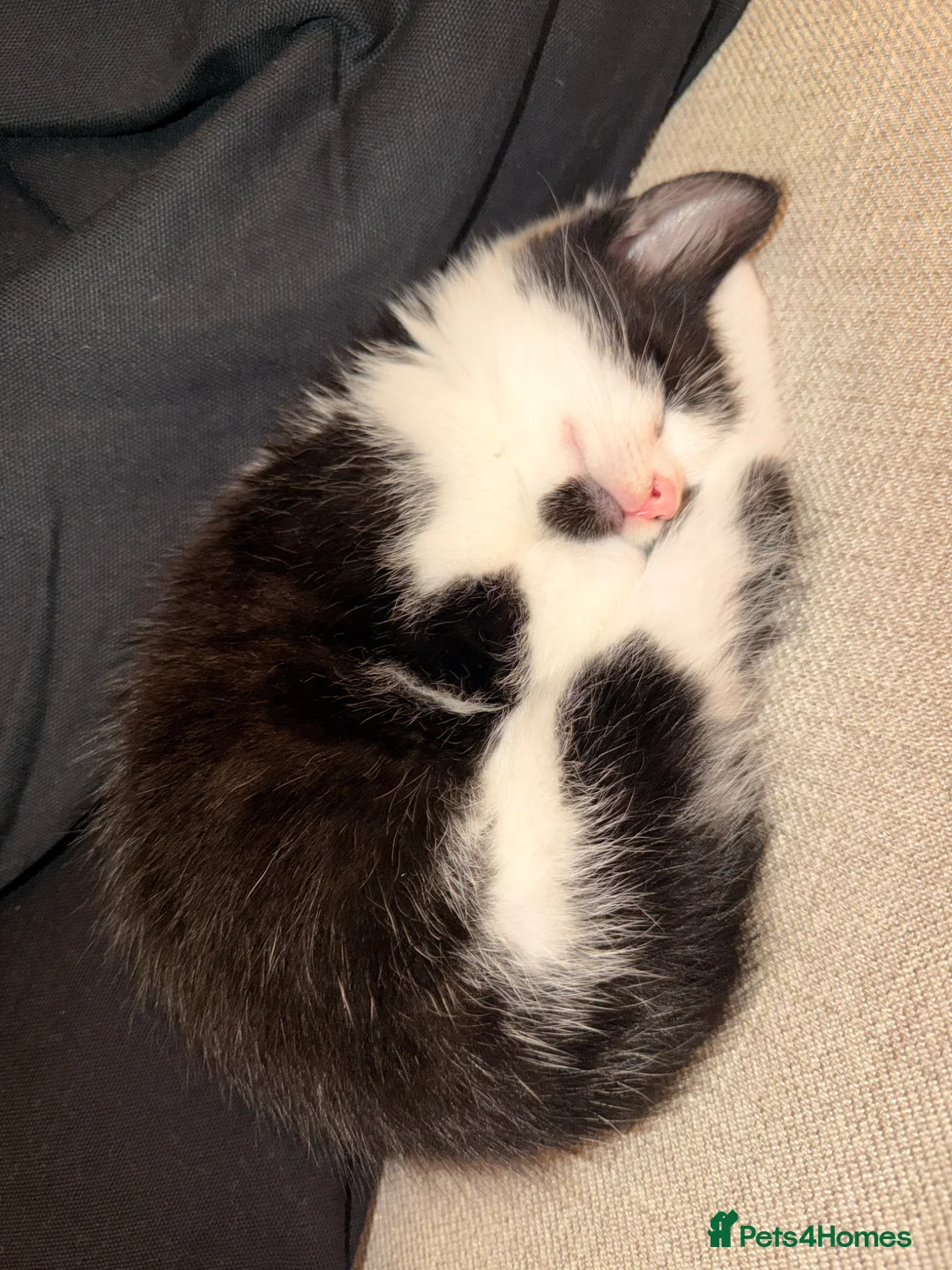 British Shorthair cats for sale: Kitten for sale in Great Yarmouth - Advert 5