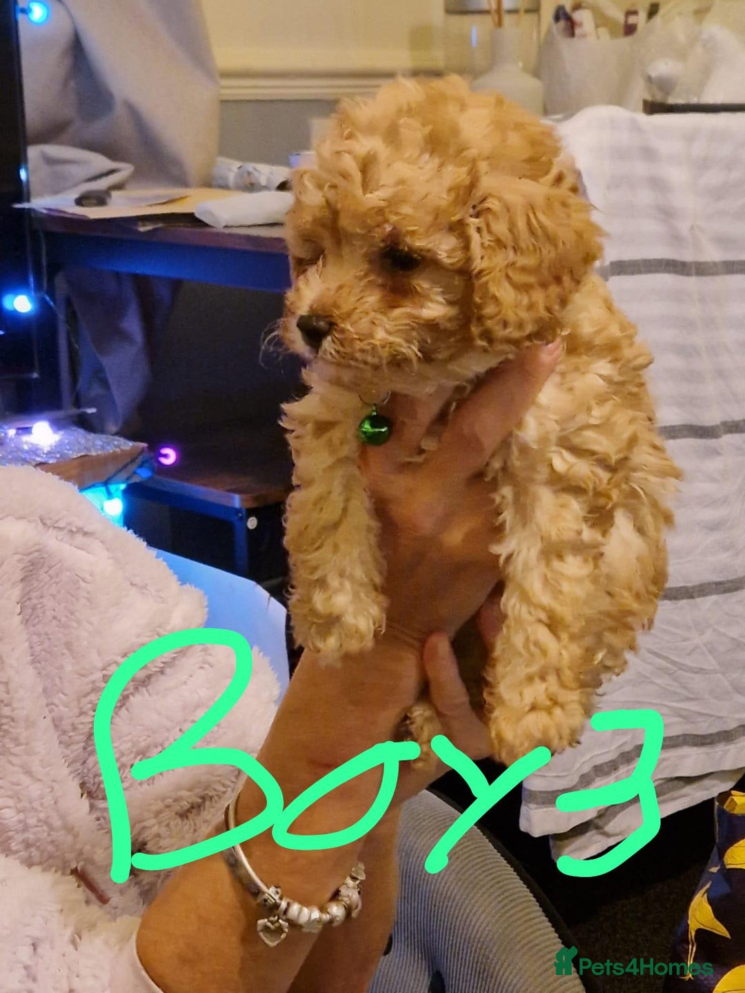 Cavapoo dogs for sale: Kavapoo - Advert 7