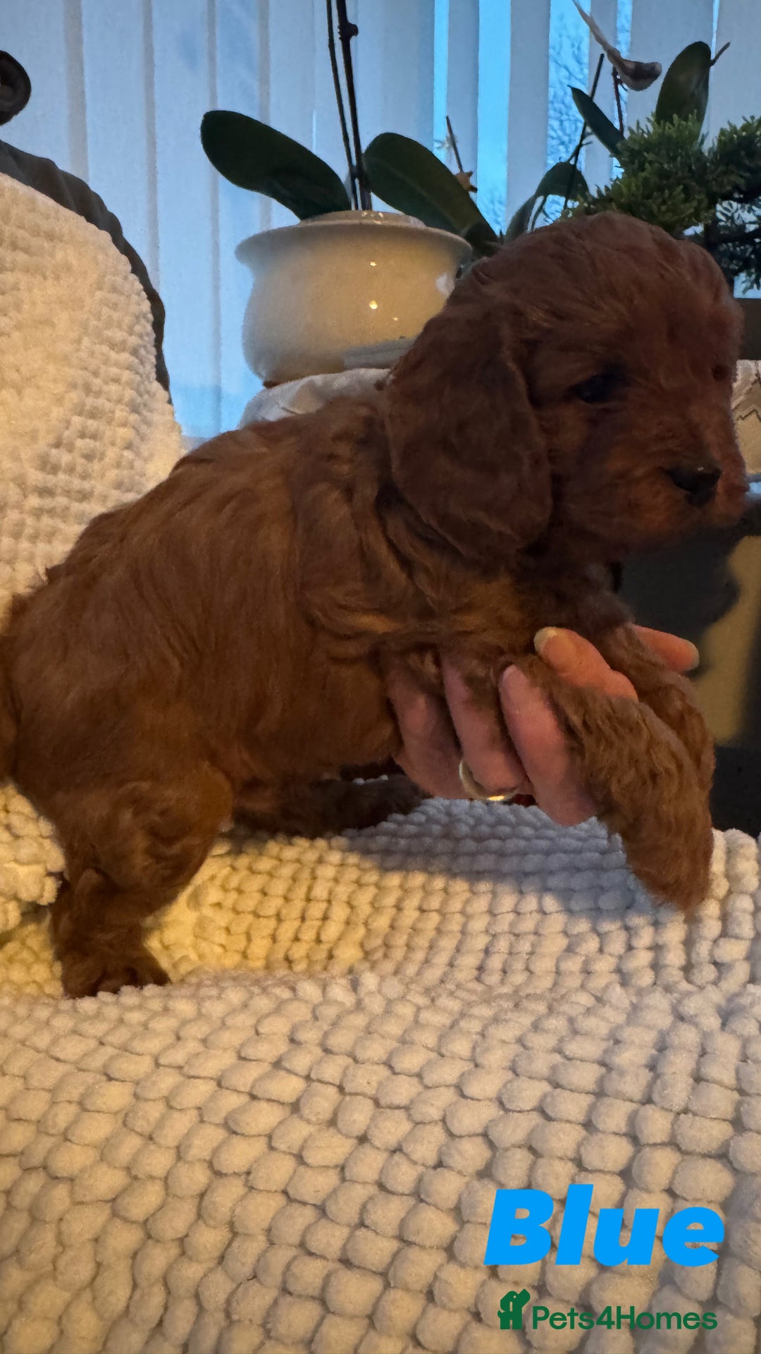 Cavapoo dogs for sale: Stunning litter of F1 Cavapoo’s - Advert 7