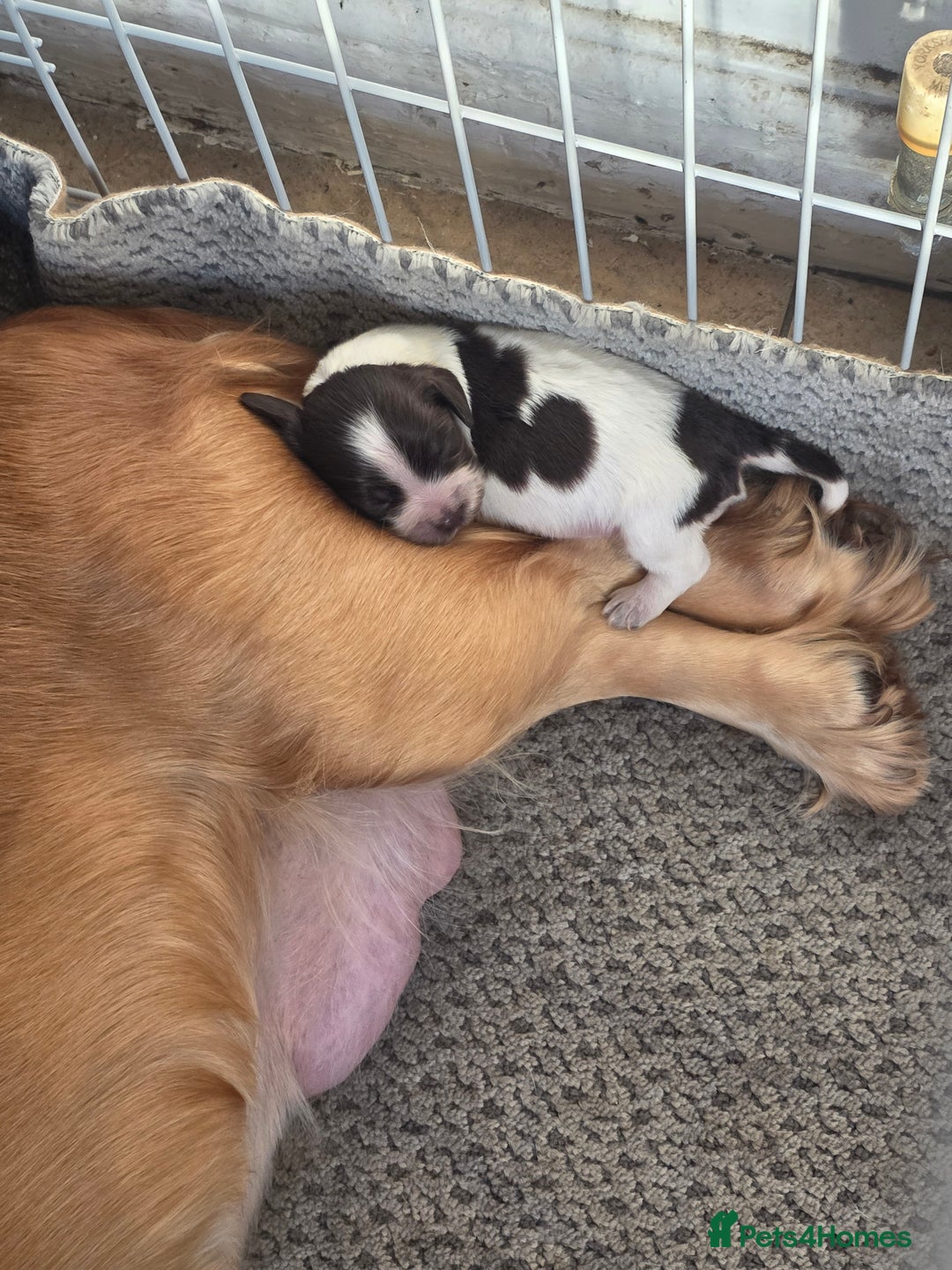 Cocker Spaniel dogs for sale: Kc registered mixed litter - Image 11