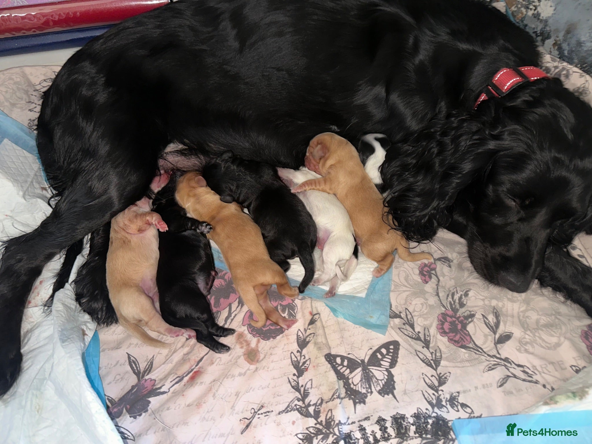 Mixed Breed dogs 6 adorable puppies  - Advert 3