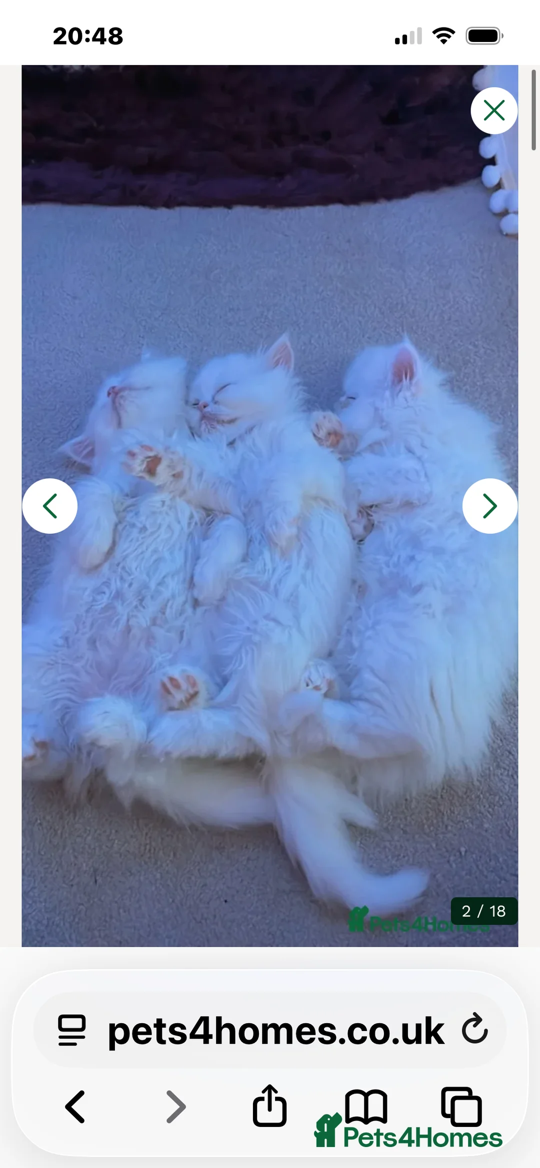 Persian cats for sale: ꨁ 🍃 ҉🌺☆ EXOTIC LONG HAIR PERSIAN  - Advert 6