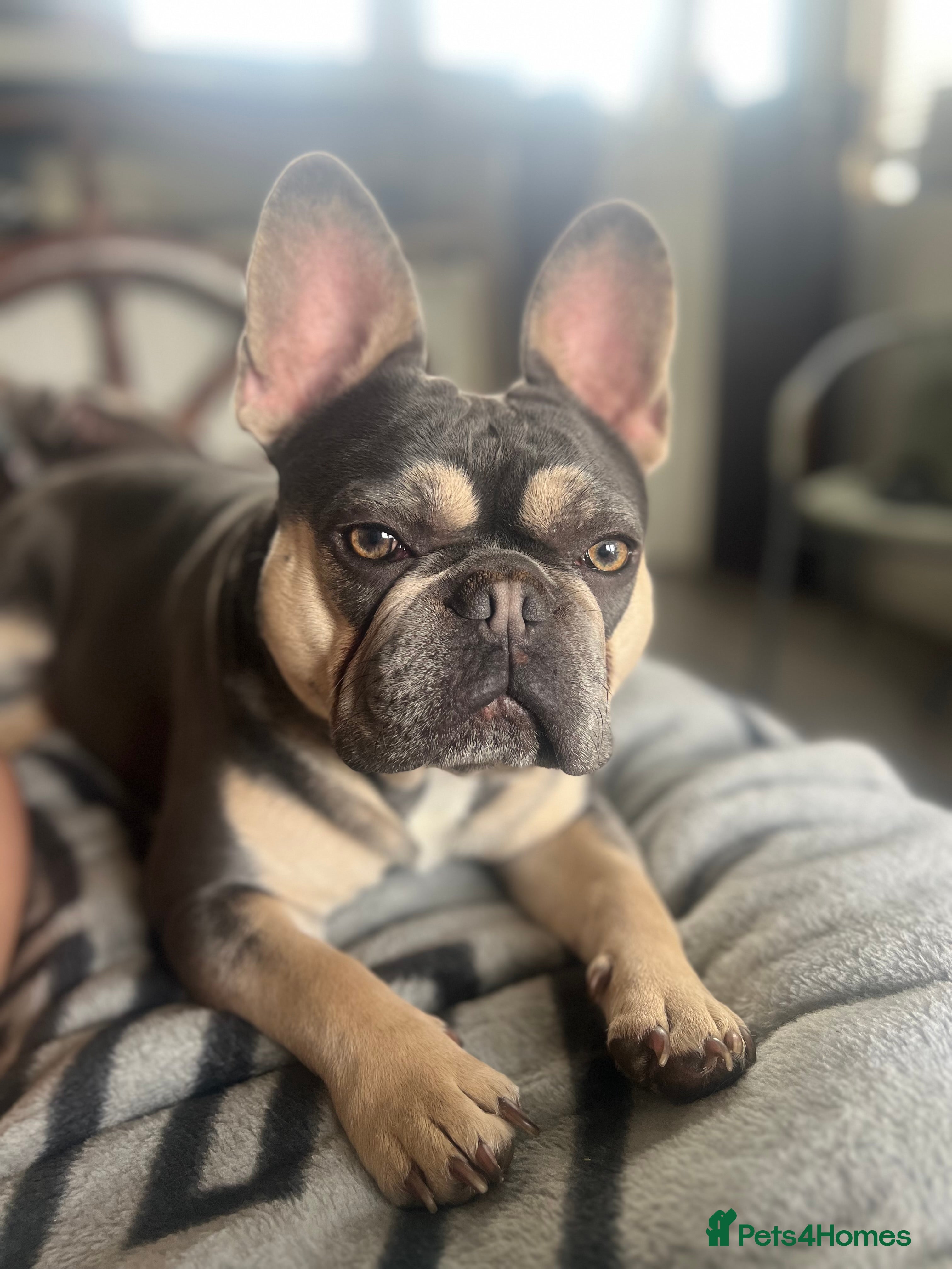 French Bulldog dogs JIM BOY is for stud DWKC registered no AI in West Molesey - Advert 15
