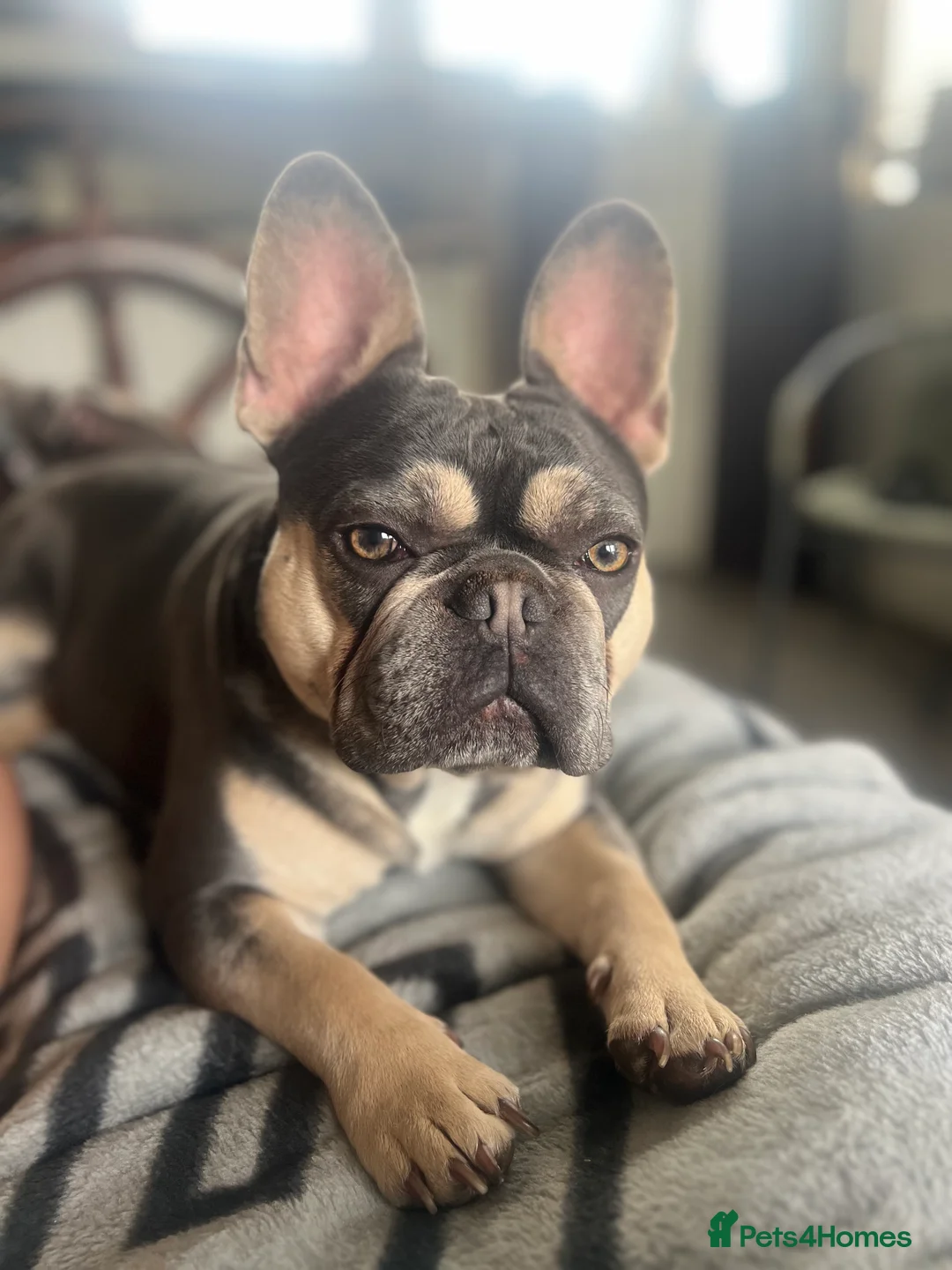 French Bulldog dogs for stud: JIM BOY is for stud DWKC registered no AI in West Molesey - Advert 1