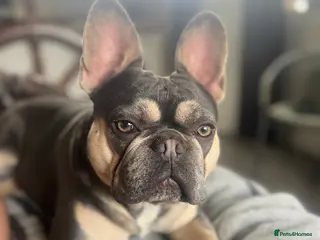 French Bulldog dogs JIM BOY is for stud DWKC registered no AI in West Molesey - Advert 1