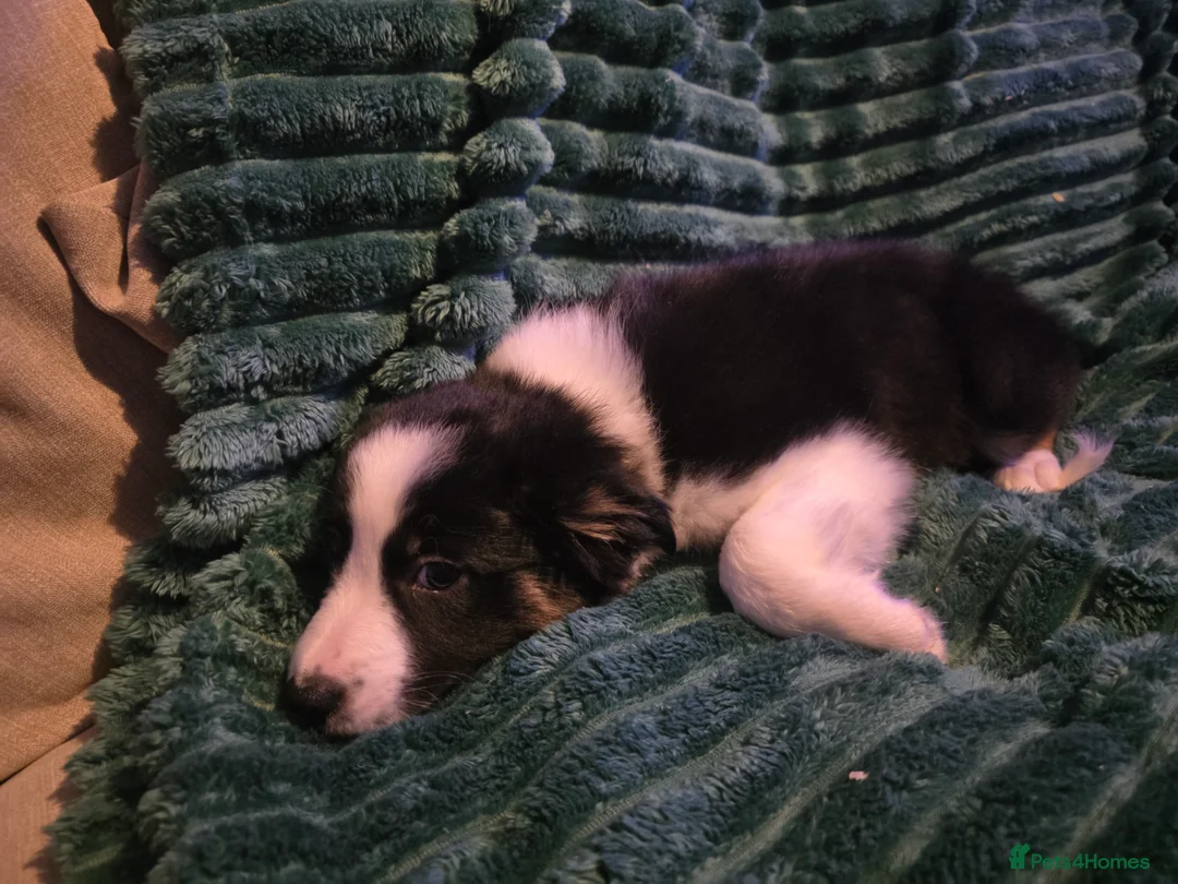 Border Collie dogs for sale: Border collie pups  - Advert 17