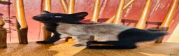Mixed Breed cats for sale: *READY NOW* 3 Beautiful Black Kittens  - Advert 18