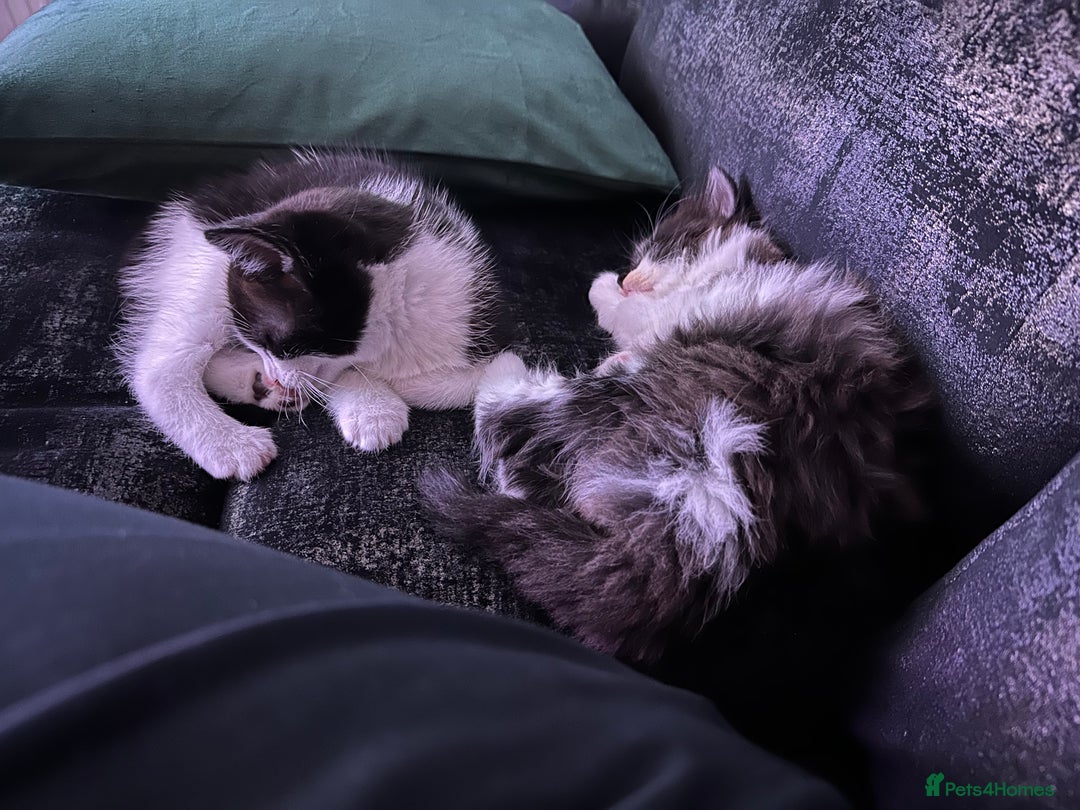 Mixed Breed cats for sale: Two Adorable Kittens Ready For New Home - Advert 4