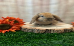 Mini Lop rabbits for sale: Gorgeous mini lops - orange litter - Image 5