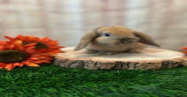 Mini Lop rabbits - Advert 1