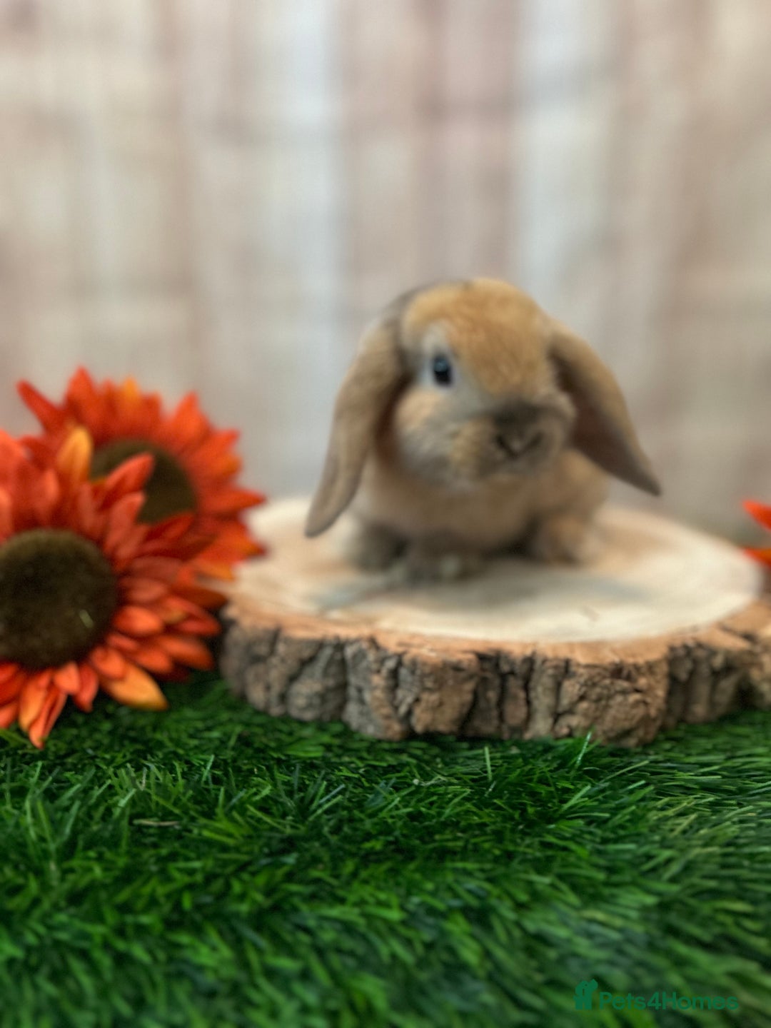 Mini Lop rabbits for sale: Gorgeous mini lops - orange litter - Image 5