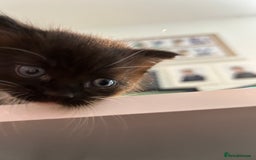 Domestic Shorthair cats for sale: Domestic longhair kittens - Image 10