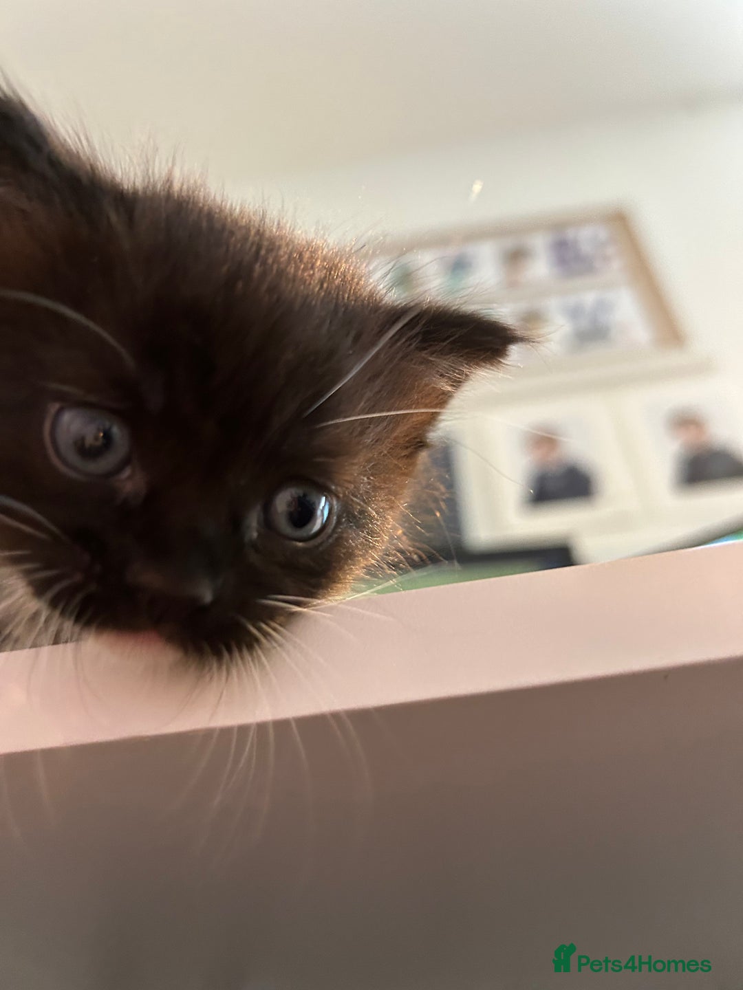 Domestic Shorthair cats for sale: Domestic longhair kittens - Image 10