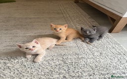 British Shorthair cats for sale: British Shorthair kittens  - Image 1