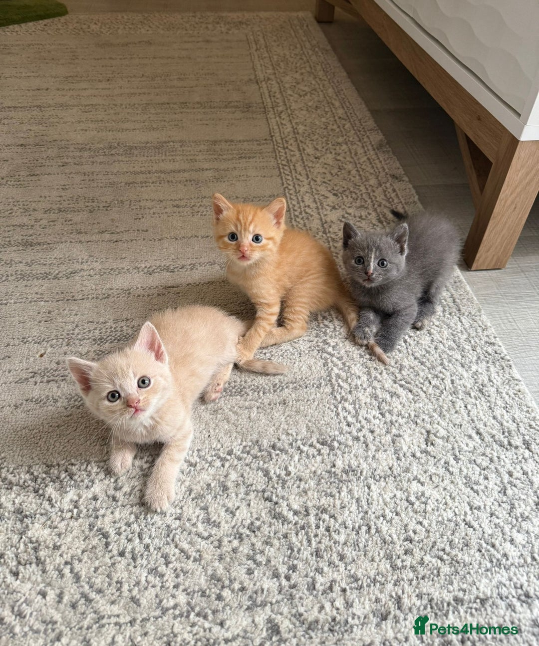 British Shorthair cats for sale: British Shorthair kittens  - Image 1