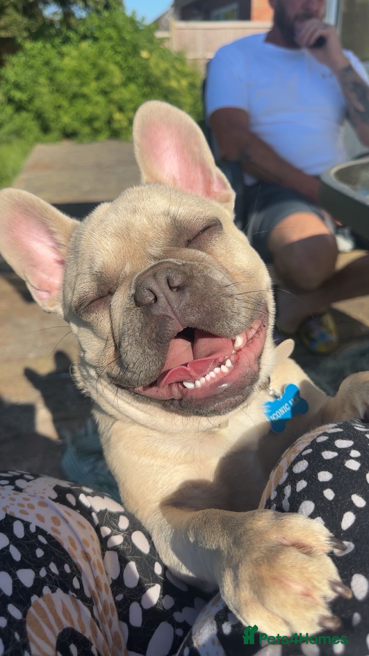 French Bulldog dogs Forever home for male frenchie  - Advert 1