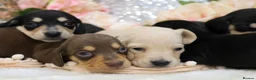 Miniature Dachshund dogs for sale: KC Miniature Dachshund Puppies - Advert 20