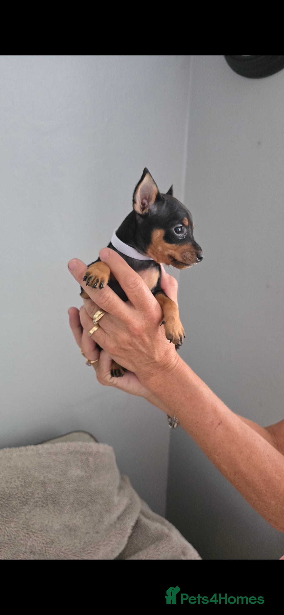 Miniature Pinscher dogs for sale: Beautiful Miniature pinscher Puppies  - Image 15