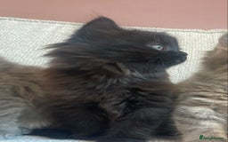 Siberian cats for sale: Siberian x British Shorthair Girls  - Image 16