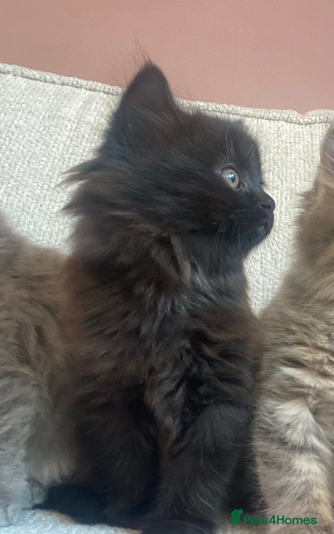Siberian cats for sale: Siberian x British Shorthair Girls  - Image 16