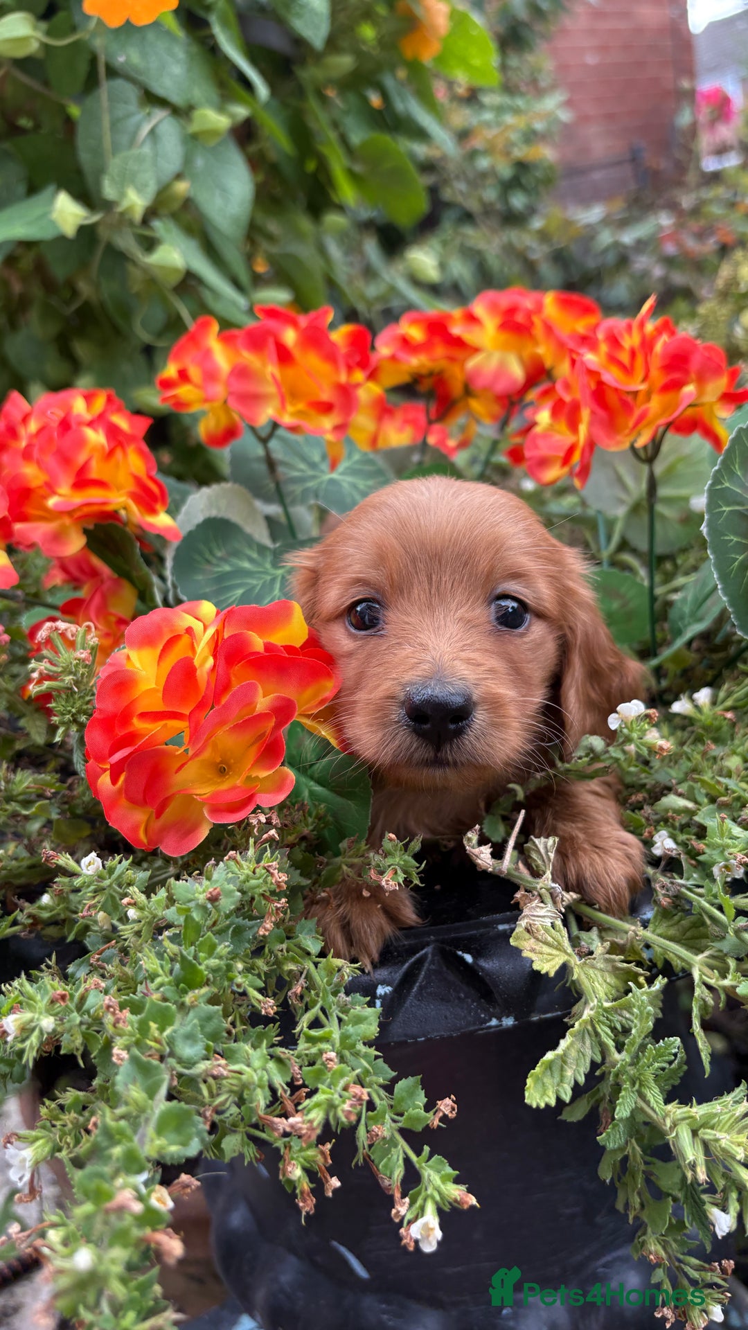 Miniature Dachshund dogs for sale: ♥️FEMALE LONG COAT DACSHOUNDS♥️ - Image 5