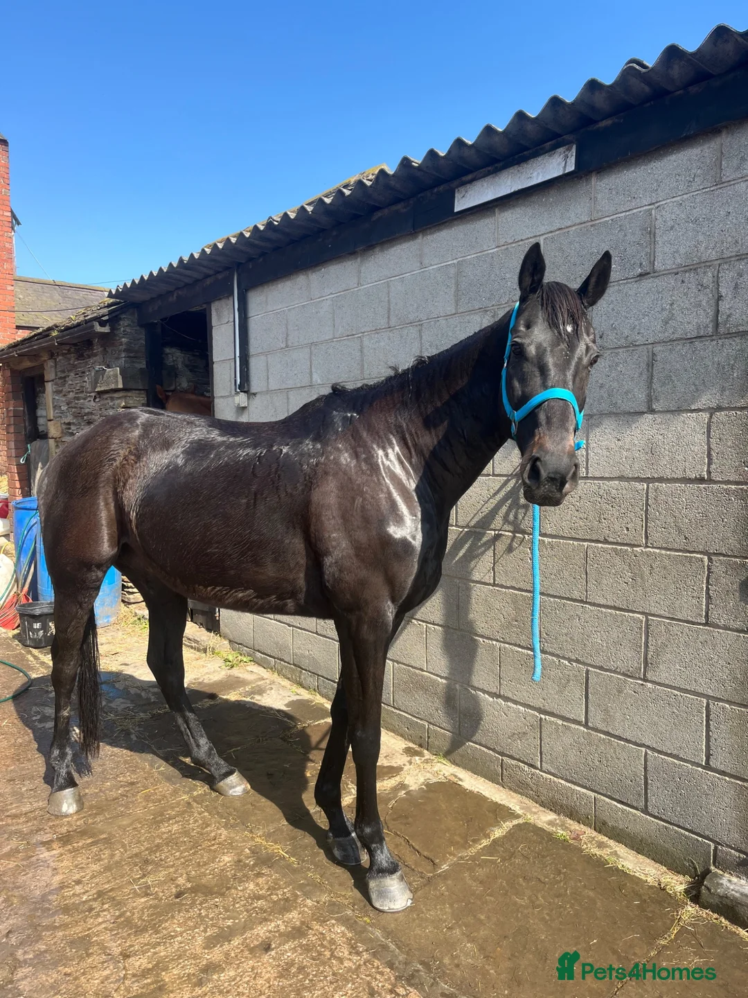 Irish Thoroughbred horses for sale: Millie’s Flying  - Advert 1