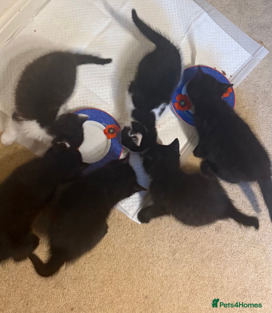 British Shorthair cats for sale: Wonderful kittens  - Advert 3