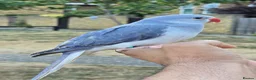 Ringnecks birds for sale: FreeFlying Indian Ringneck.4months old. - Advert 3