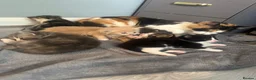 Mixed Breed cats for sale: Mixed mainecoon kittens - Advert 4