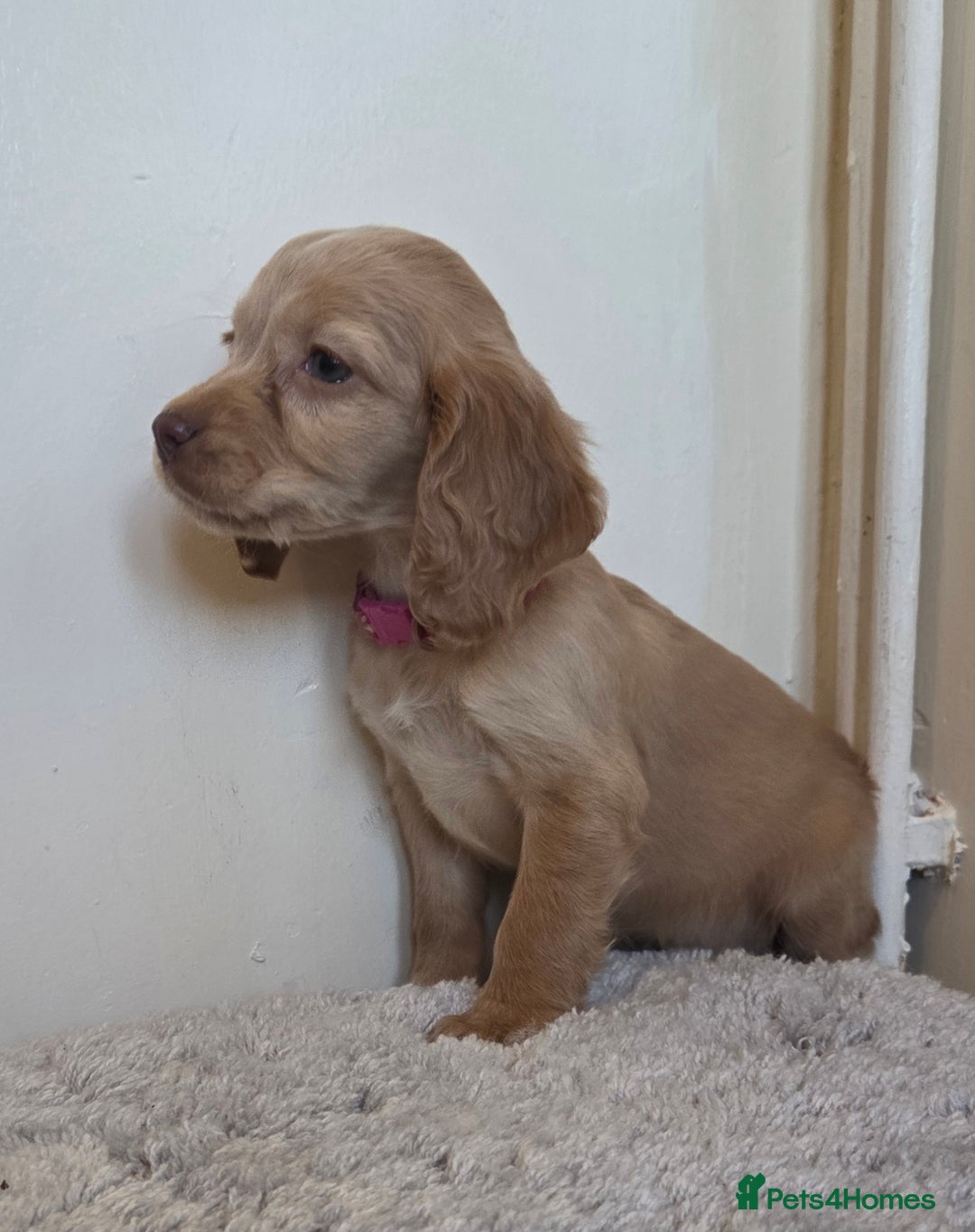 Cocker Spaniel dogs for sale: 6 cocker spaniel pups  - Advert 17