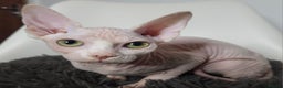 Sphynx cats for sale: Pedigree Sphynx kittens. Ready to go. - Advert 9