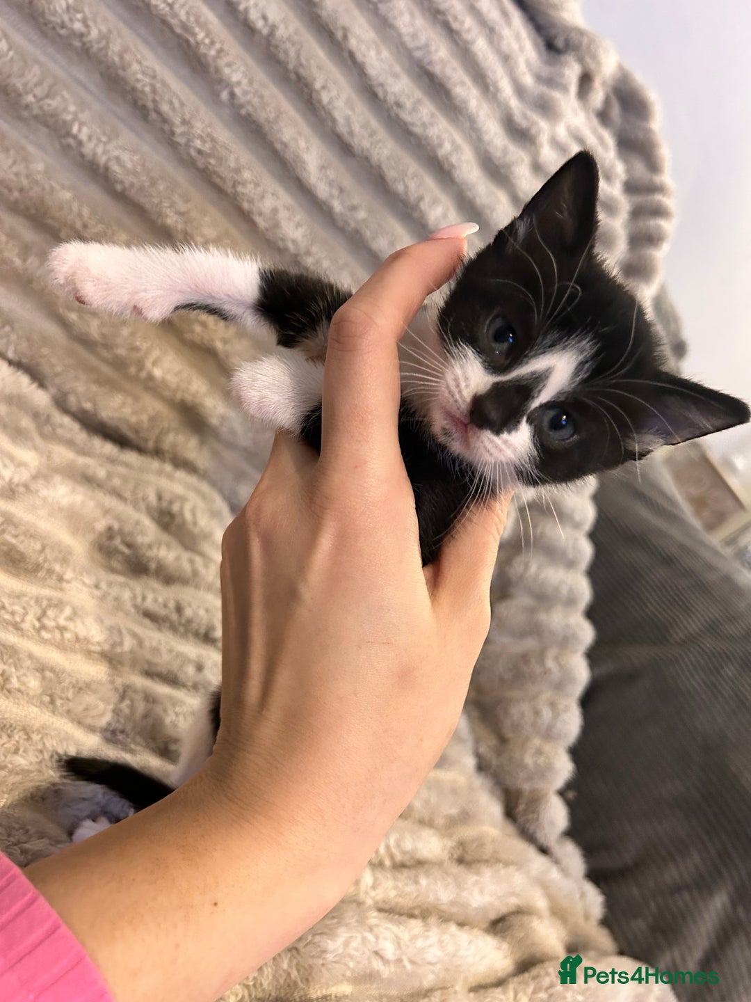 Mixed Breed cats for sale: 3 kittens for sale  - Advert 6