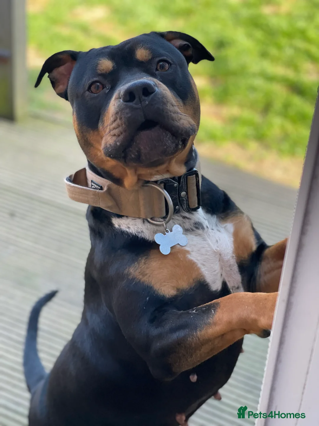 Mixed Breed dogs for sale: Beautuful bully - Advert 4