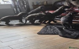 Deerhound dogs for sale: Scottish deerhound puppies - Image 6